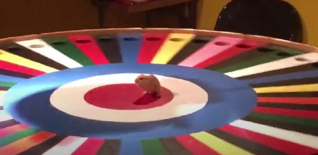 ‘Rat Roulette’ Game at Alaska State Fair Sparks Social Media Horror ...