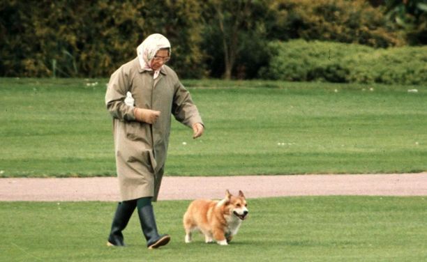 Huivi kuningattaren päässä kertoi koirille kävelylle pääsemisestä. Kuva vuodelta 1984.