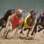 Greyhound Racing