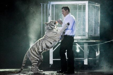 Las Vegas Strip Approves Magician’s Tiger-Free Tent Show
