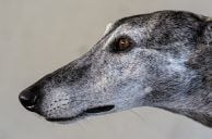 Florida Greyhound Kennel Canât Claim Compensation for Racing Ban